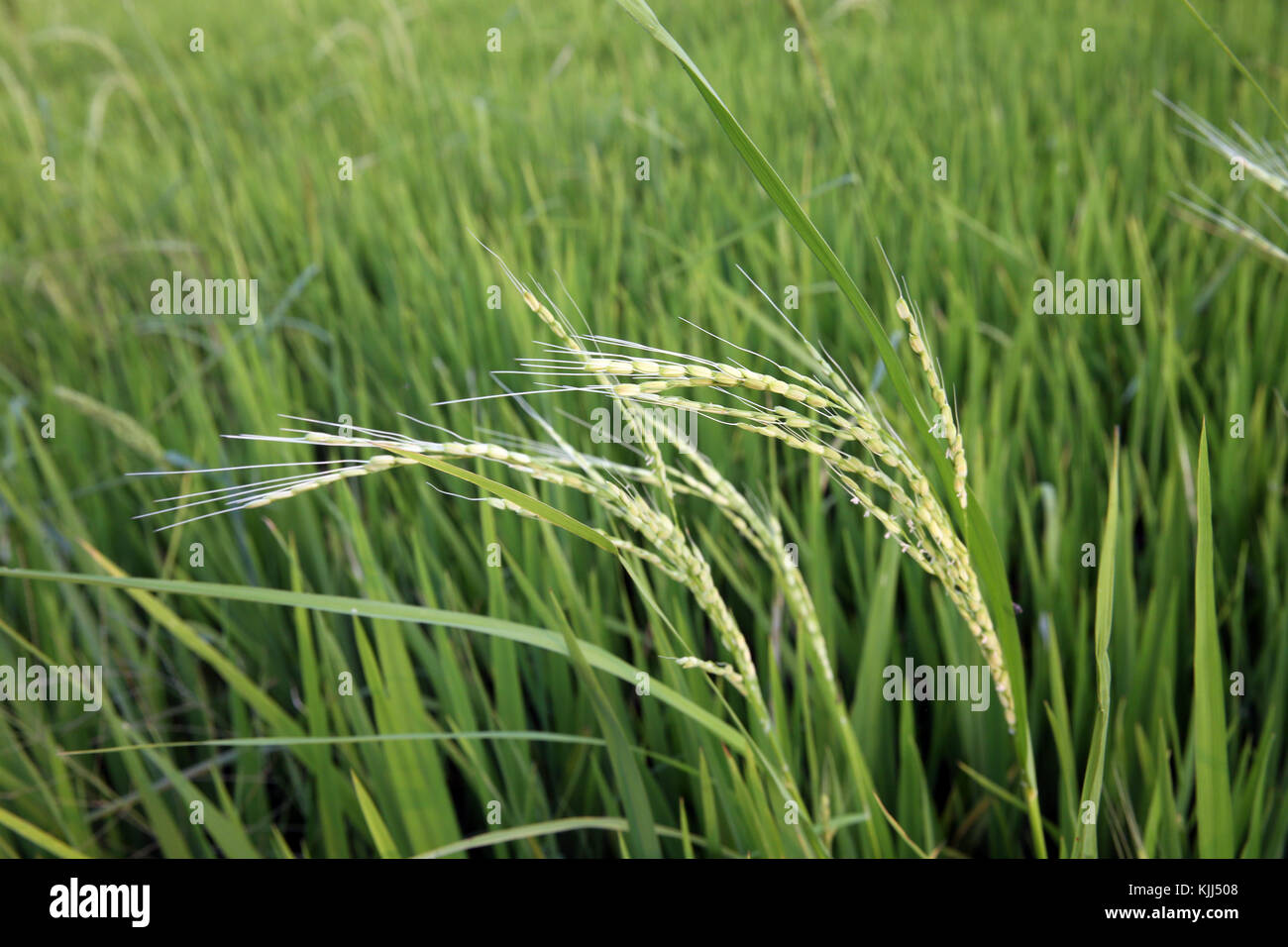 Grüne Reisfelder. Ohr des Reises. Thay Ninh. Vietnam. Stockfoto