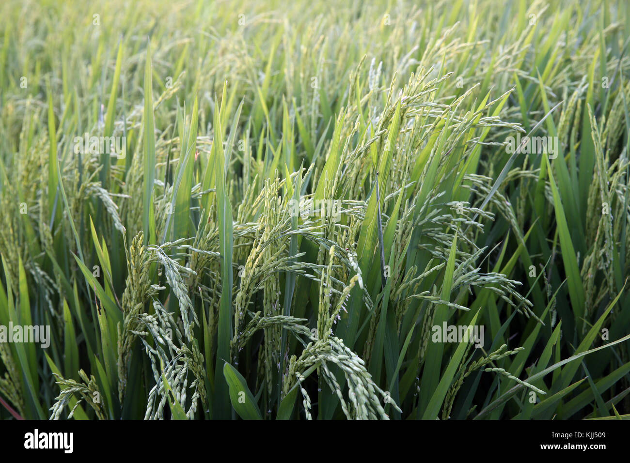 Grüne Reisfelder. Ohr des Reises. Thay Ninh. Vietnam. Stockfoto