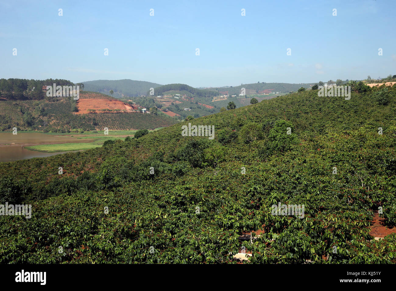 Hochland Kaffee Plantage. Dalat. Vietnam. Stockfoto