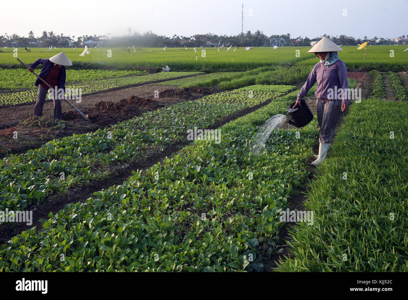 Ein Landwirt Gewässer ihr Gemüse Farm. Bewässerung. Hoi An. Vietnam. Stockfoto