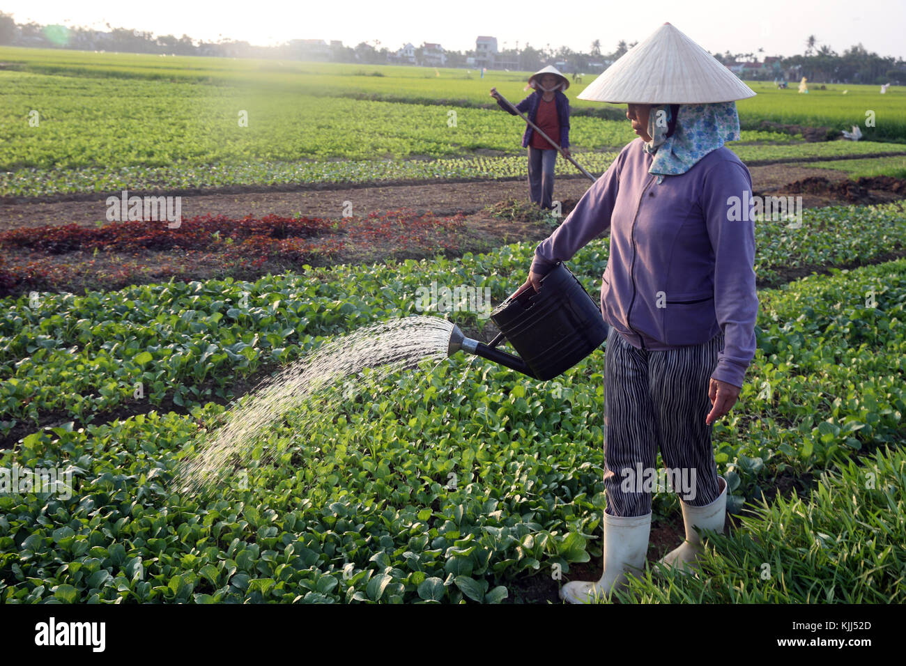 Ein Landwirt Gewässer ihr Gemüse Farm. Bewässerung. Hoi An. Vietnam. Stockfoto