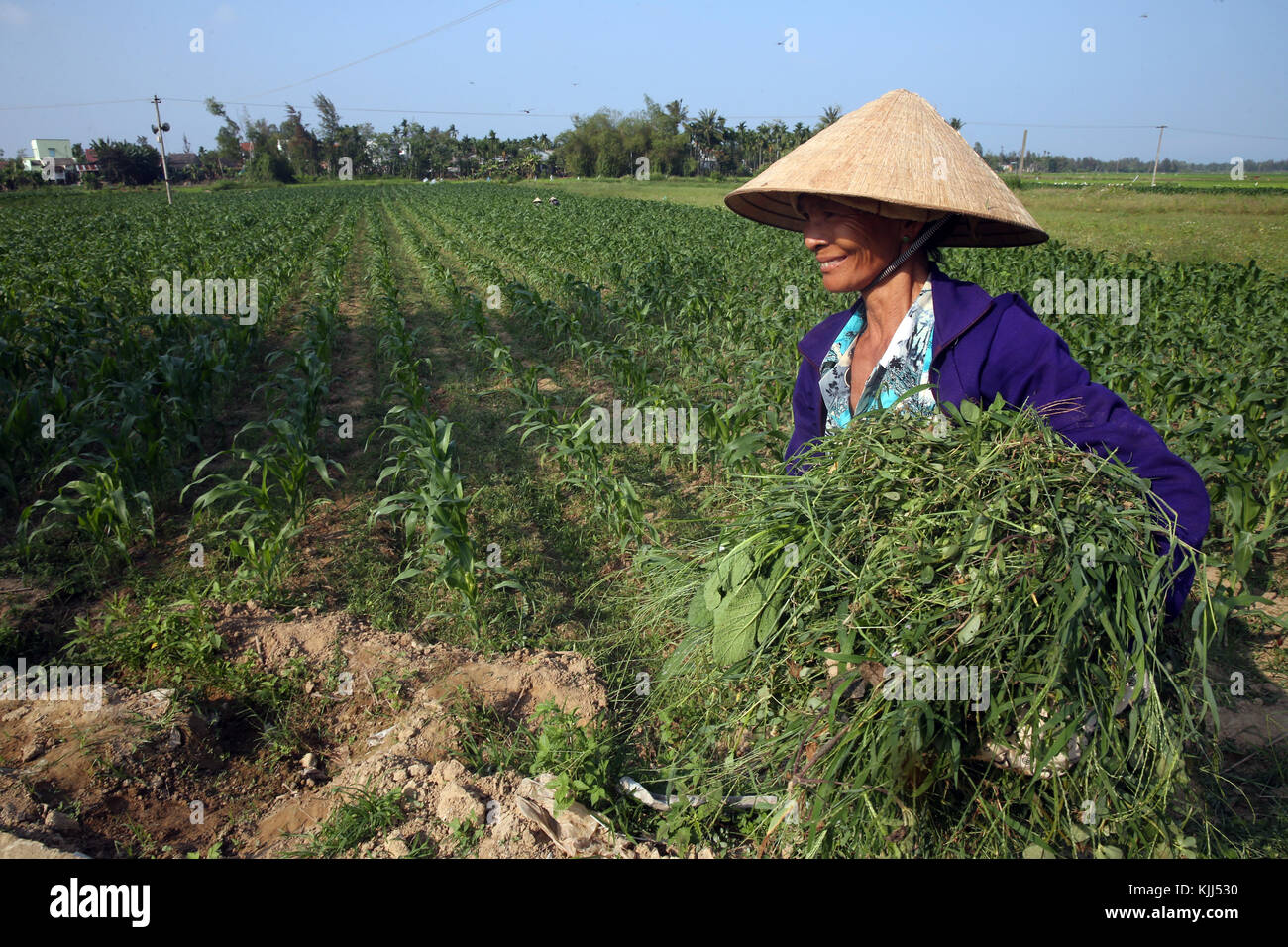 Vietnamesische Bauern Arbeiten in Maisfeldern. Hoi An. Vietnam. Stockfoto