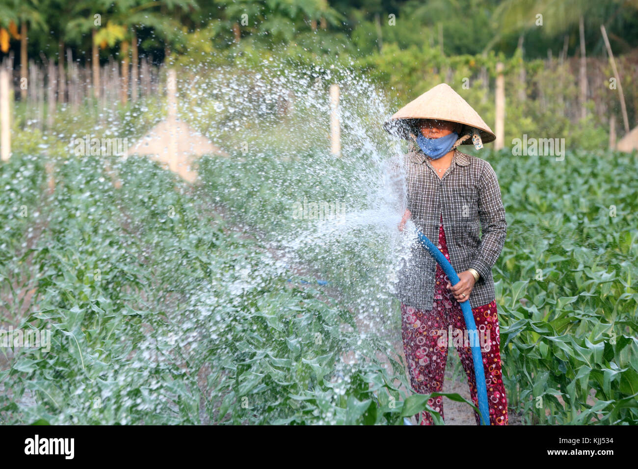 Maisfeld. Vietnamesische Frau Wasserstrahl aus einem Schlauch. Thay Ninh. Vietnam. Stockfoto