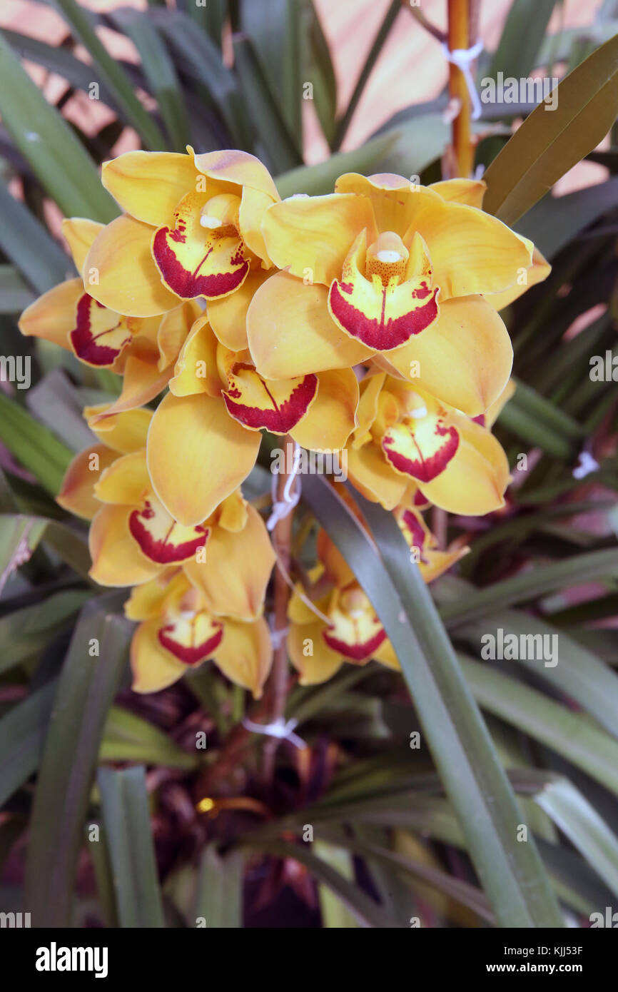 Im Gewächshaus Orchidee. Yello Orchidee. Dalat. Vietnam. Stockfoto