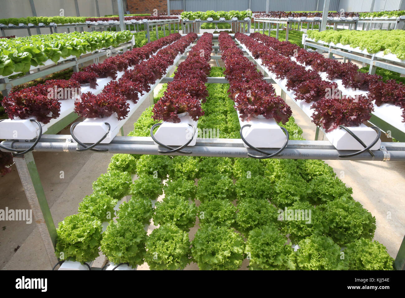 Organische hydroponic vegetable Farm. Kopfsalat Zeilen im Gewächshaus. Dalat. Vietnam. Stockfoto