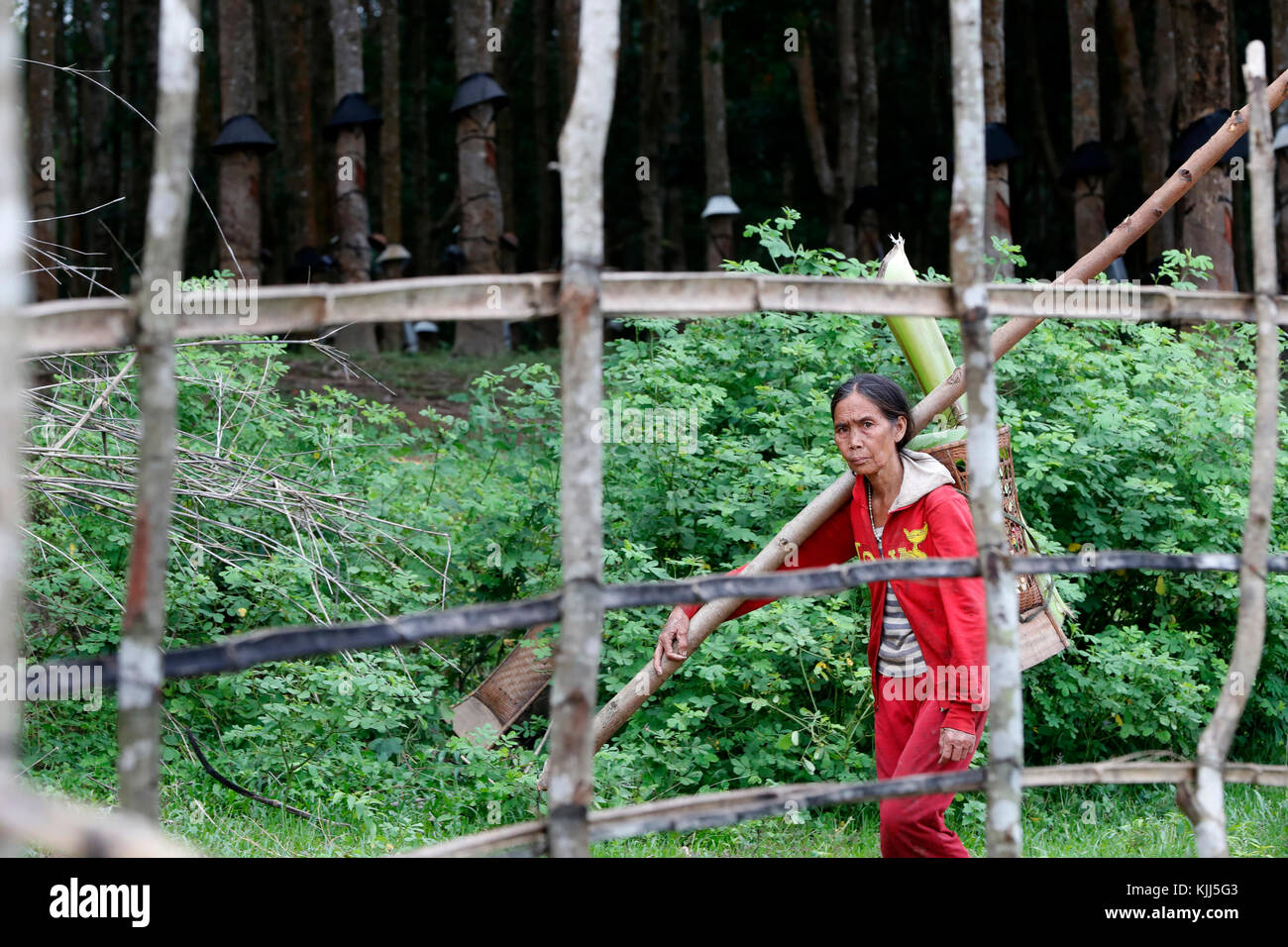 Bahnar (Ba Na) ethnische Gruppe. Frau, die Holz für das Feuer. Kon Tum. Vietnam. Stockfoto