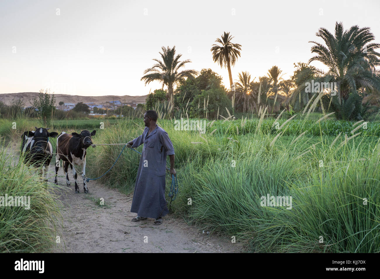 Eine nubische Mann, in den traditionellen nubischen Outfit gekleidet, bringt sein Vieh zurück nach Hause bei Sonnenuntergang Stockfoto