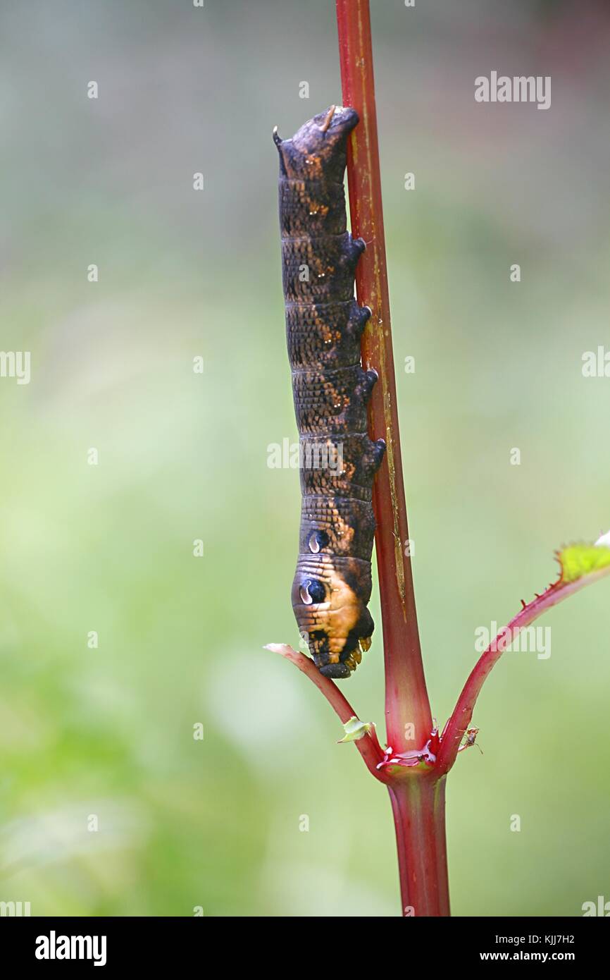 Elephant Hawk-moth Caterpillar Stockfoto