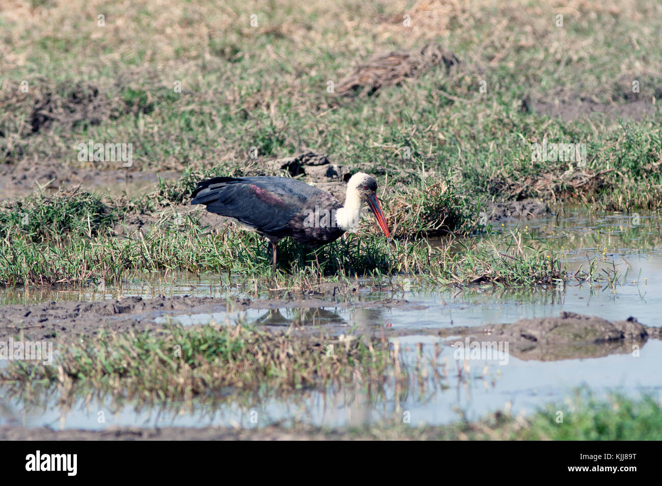 Woolly-necked Stork (Ciconia episcopus) Südafrika Stockfoto