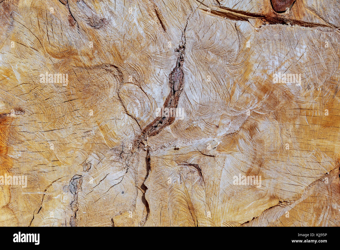 Holz Textur Holz Hintergrund Querschnitt der Walnussbaum. Full Frame als Hintergrund. Stockfoto