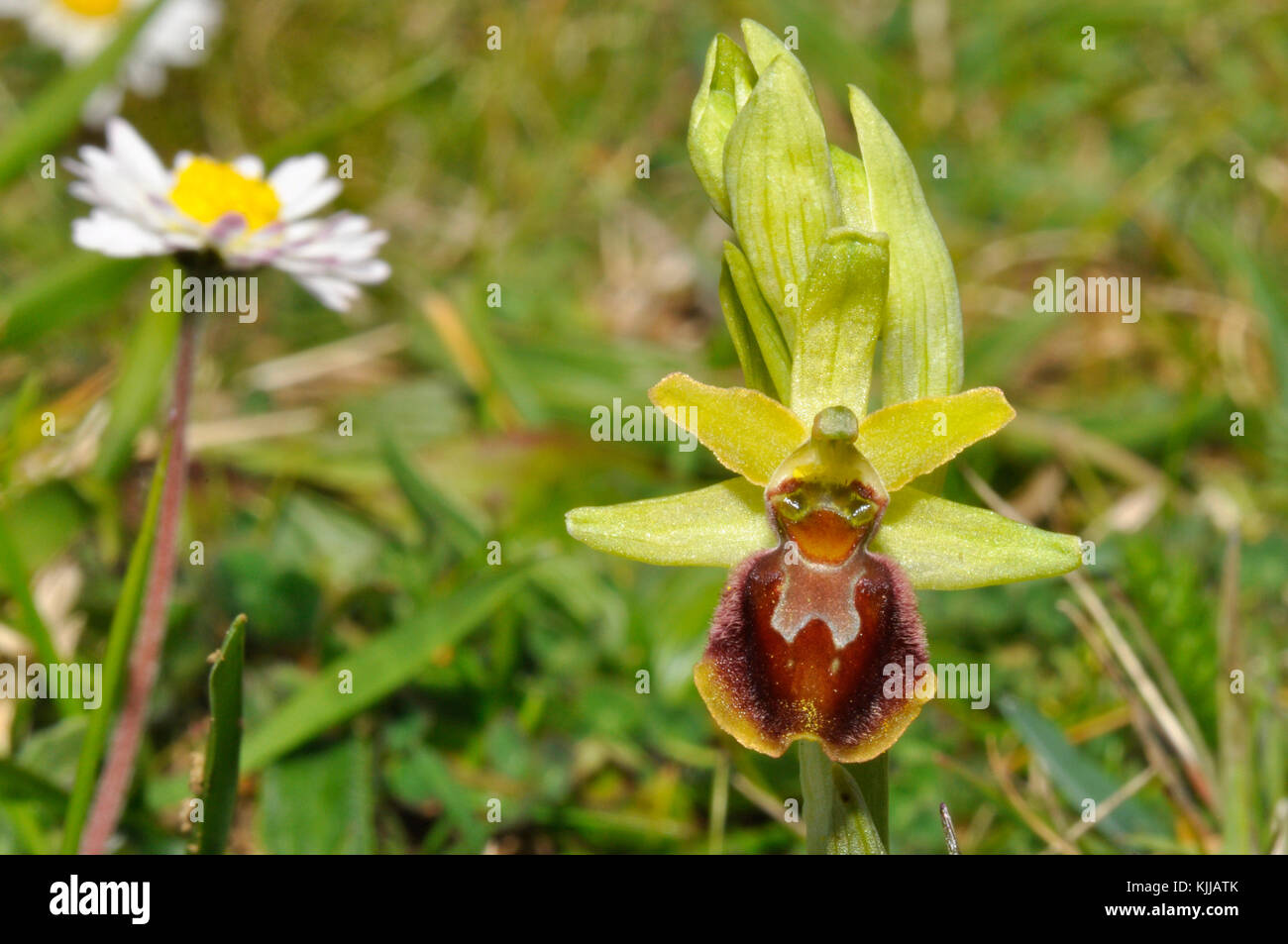 Frühe Spider Orchid 'Ophrys sphegodes', Blumen April und Mai, Cliff top Lebensraum, Gänseblümchen zeigt Größe, Purbeck, Dorset, UK. Stockfoto
