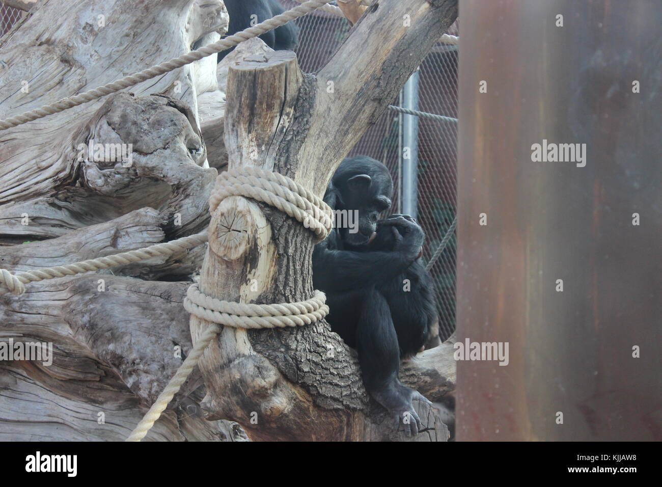 Sweet monkey Familie im Zoo niedlich Hug Stockfoto