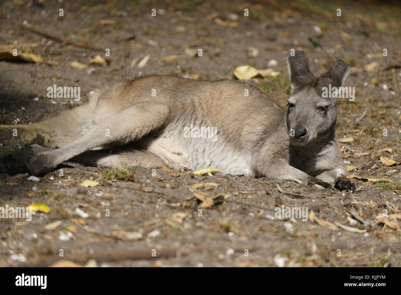 Tiere und Strände, Gold Coast, Australien, Eidechse, Cangoroo, Schlange, Dichtung Stockfoto