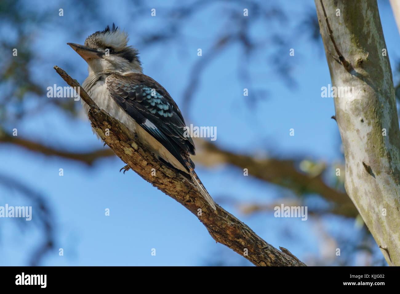 Tiere und Strände, Gold Coast, Australien, Eidechse, Cangoroo, Schlange, Dichtung Stockfoto