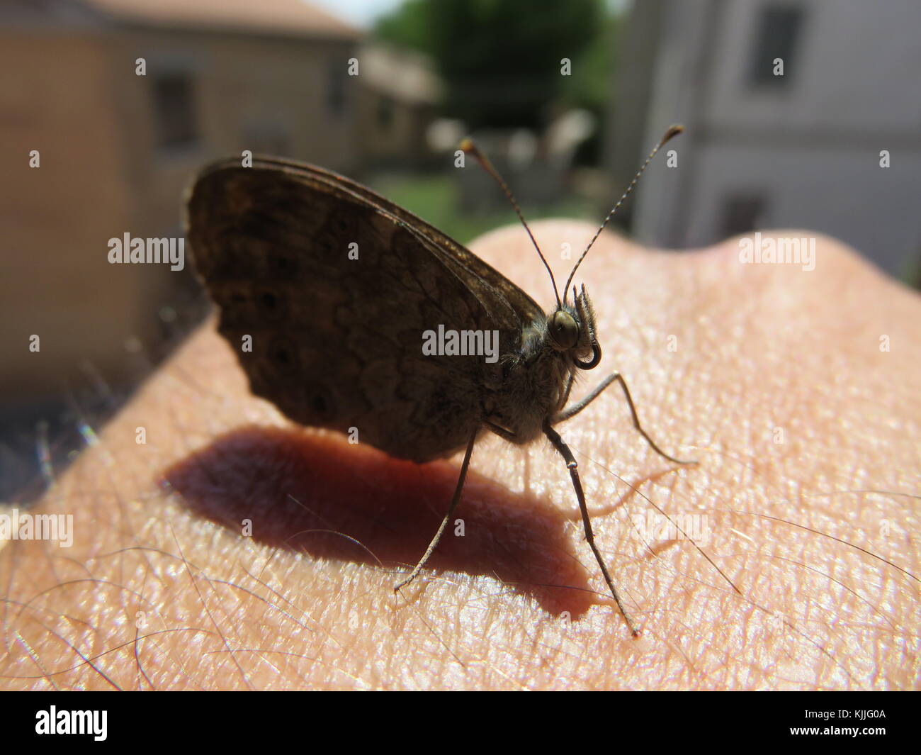 Farfalla Fotos und Bildmaterial in hoher Auflösung Alamy