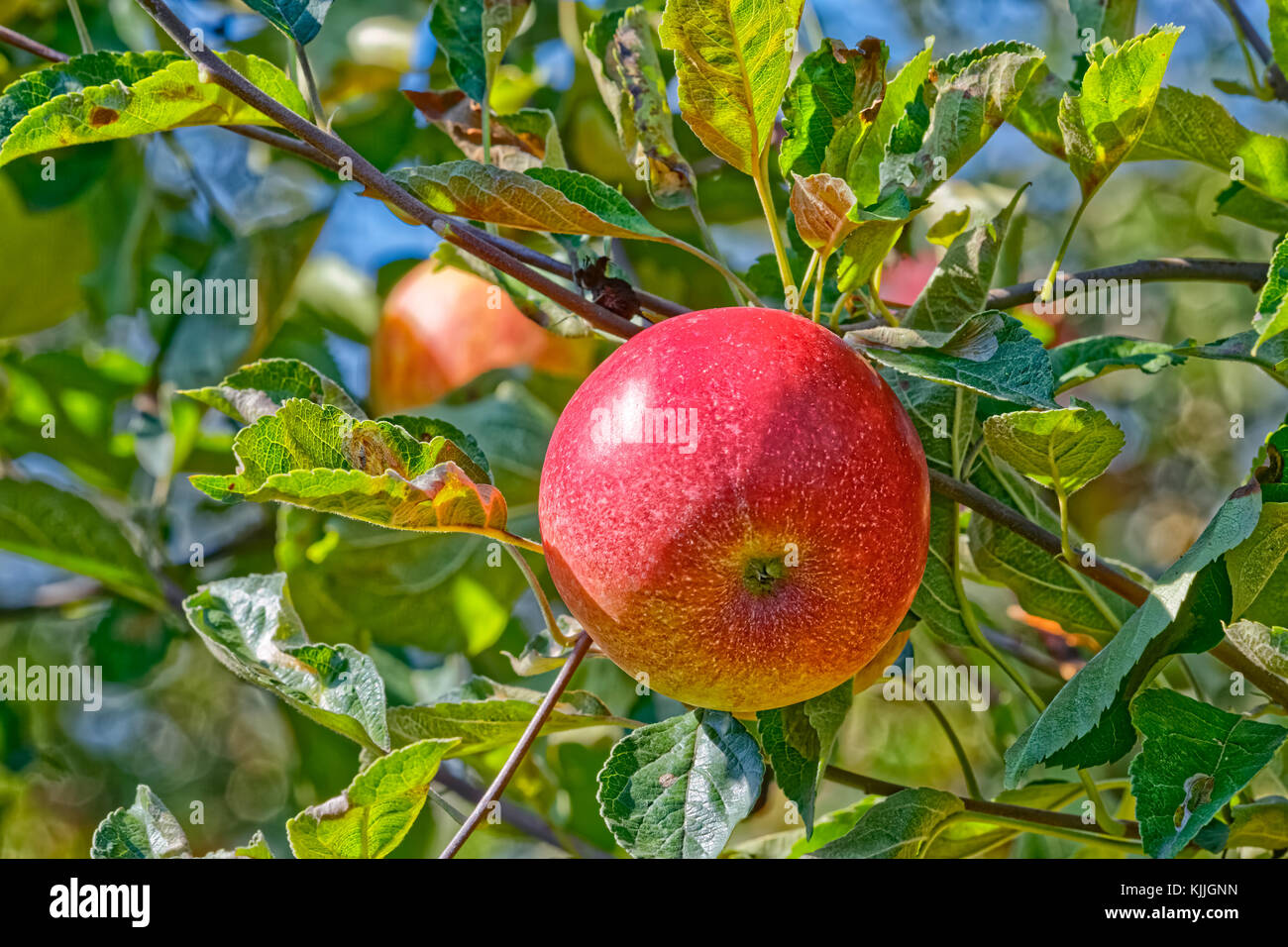 Apfel auf Baum Stockfoto