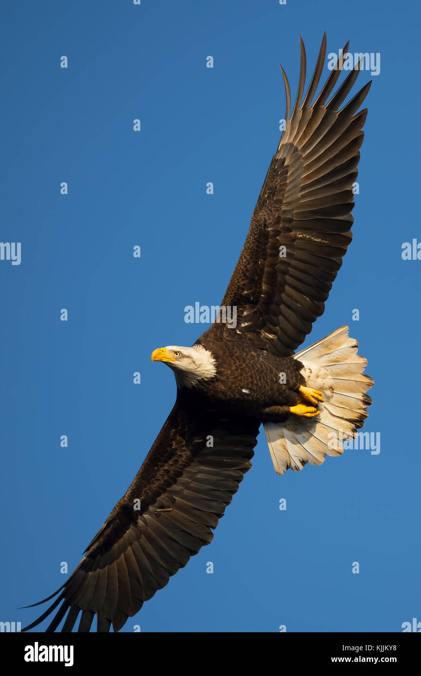 Adler im Flug Stockfoto