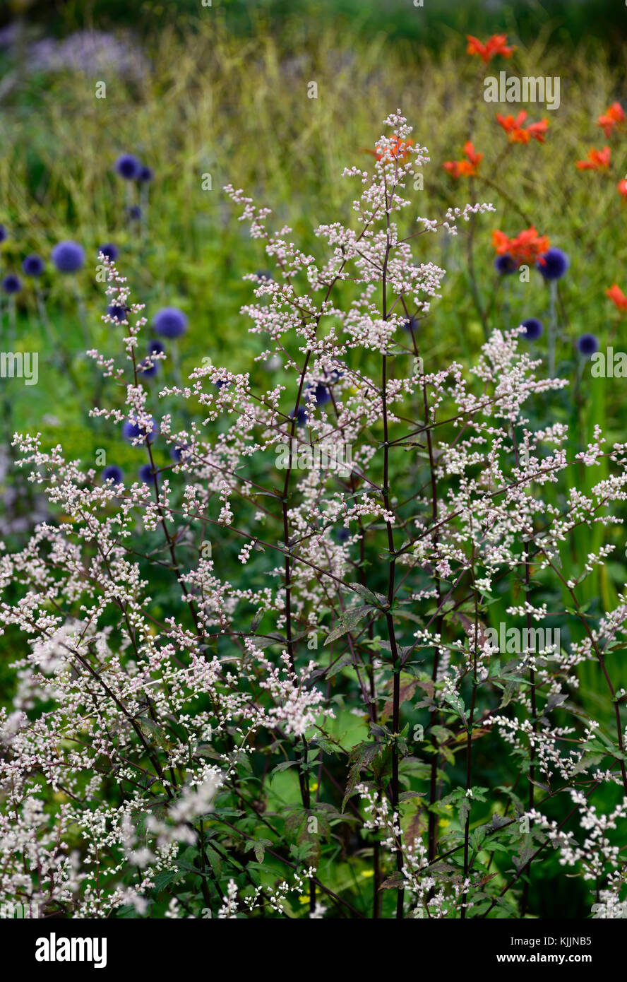 Artemisia lactiflora Guizhou, weiß, Beifuß, Spray, Blumen, Blüten, Blüten, Moschus, duftende, rot-braun, Stämme, die ferny, schwarz-grün, Blätter, Laub, R Stockfoto