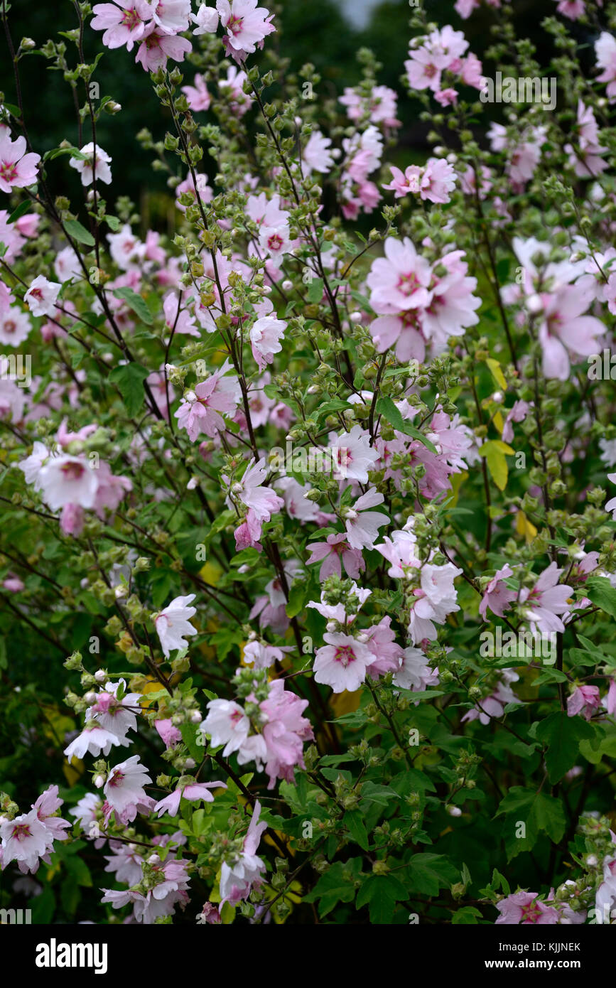 Lavatera Barnsley, Bush Malve, rosa, weiß, Blume, Blumen, Blüte, mehrjährig, Strauch, RM Floral Stockfoto