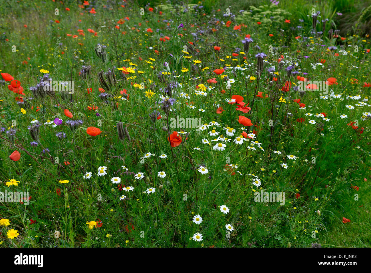 Wildflower Meadow, jährliche, Jahrbücher, Wildblumen, Wiesen, wild, Gärten, Blumen, Blüte, eingebürgerte, die Anpflanzung von Kombinationen, gemischte Jahrbücher,, Mohn, Stockfoto