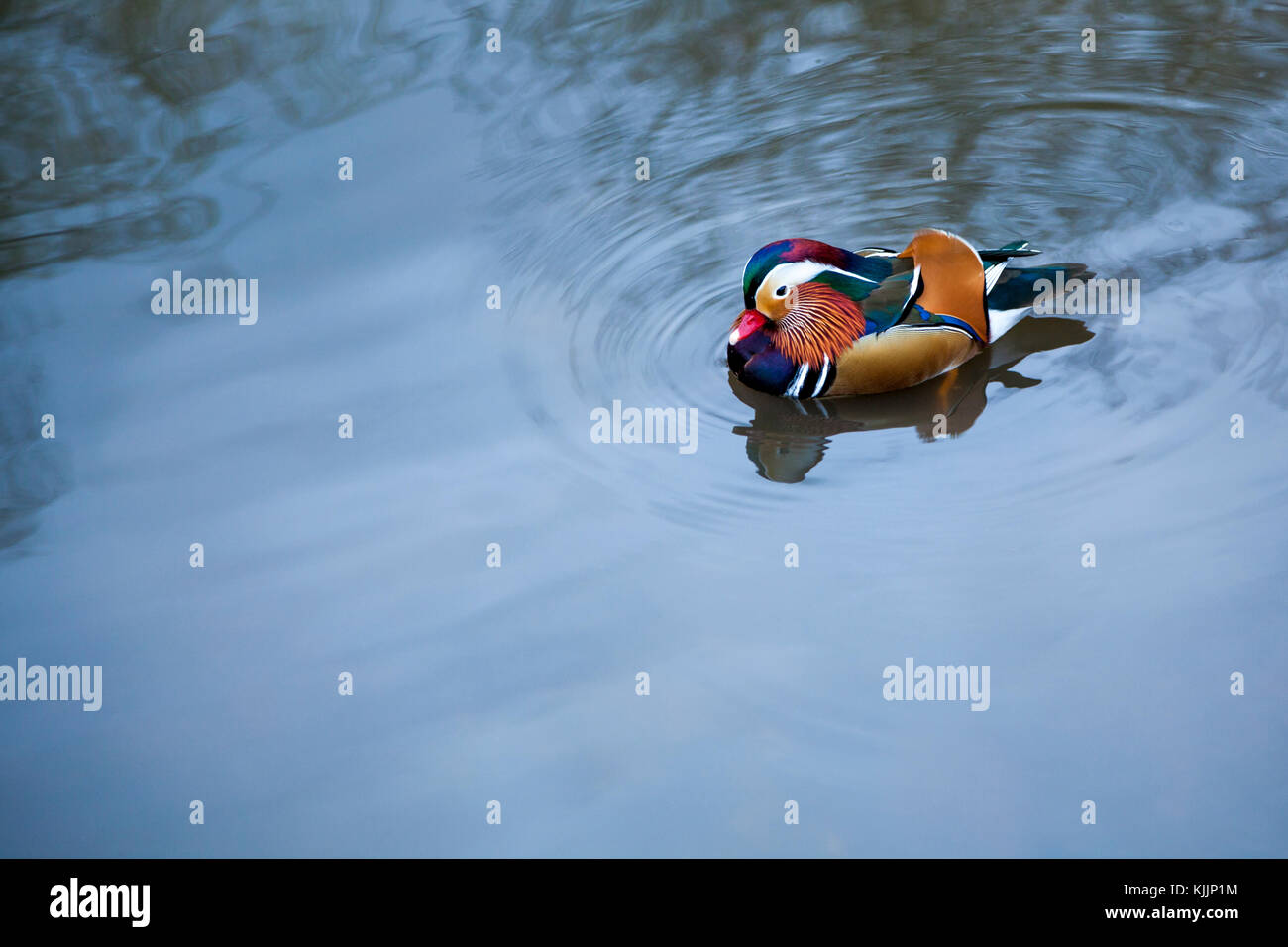 Einsame Mandarin Enten schwimmen im Wasser Stockfoto