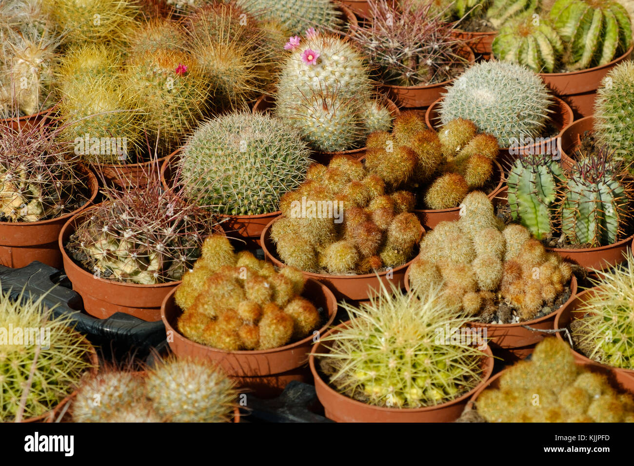 Kaktus - Kakteen in kleinen Töpfen Stockfoto