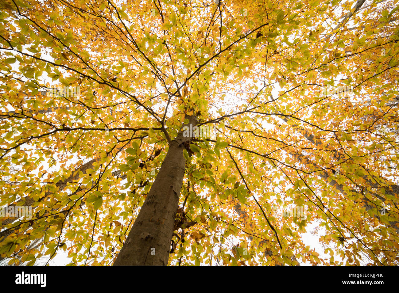 Vordach von einem Baum von unten Stockfoto