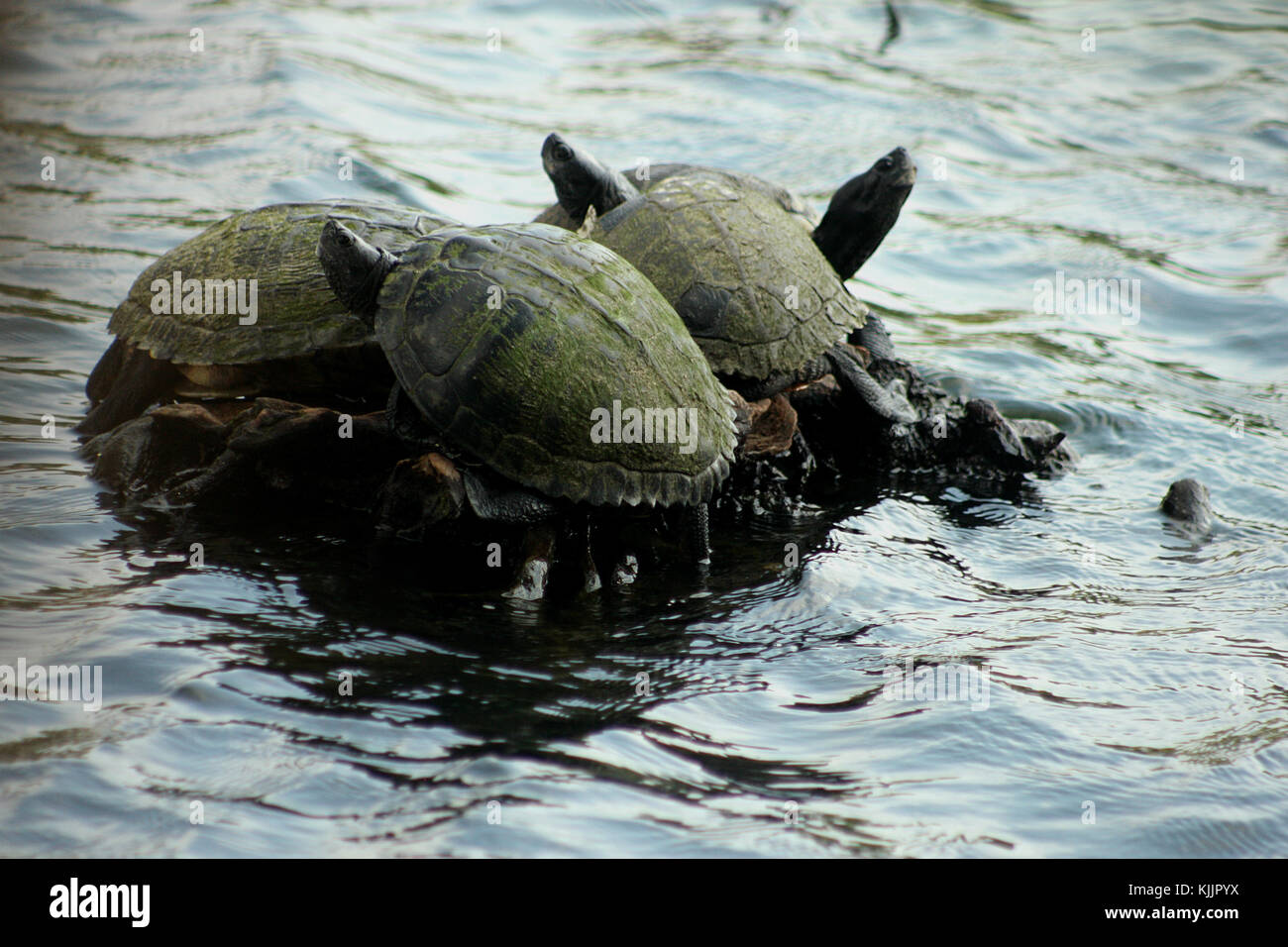 Schildkröten sonnen sich aus dem Wasser in South Carolina, USA Stockfoto