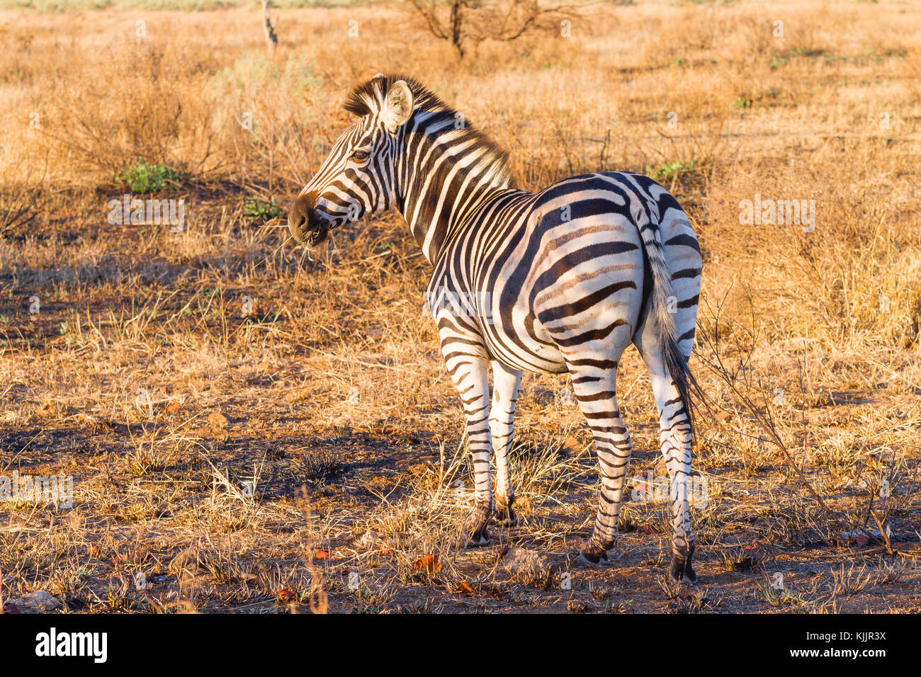 Zebra vom Kruger Nationalpark. afrikanische Tierwelt. Equus quagga. Südafrika Stockfoto
