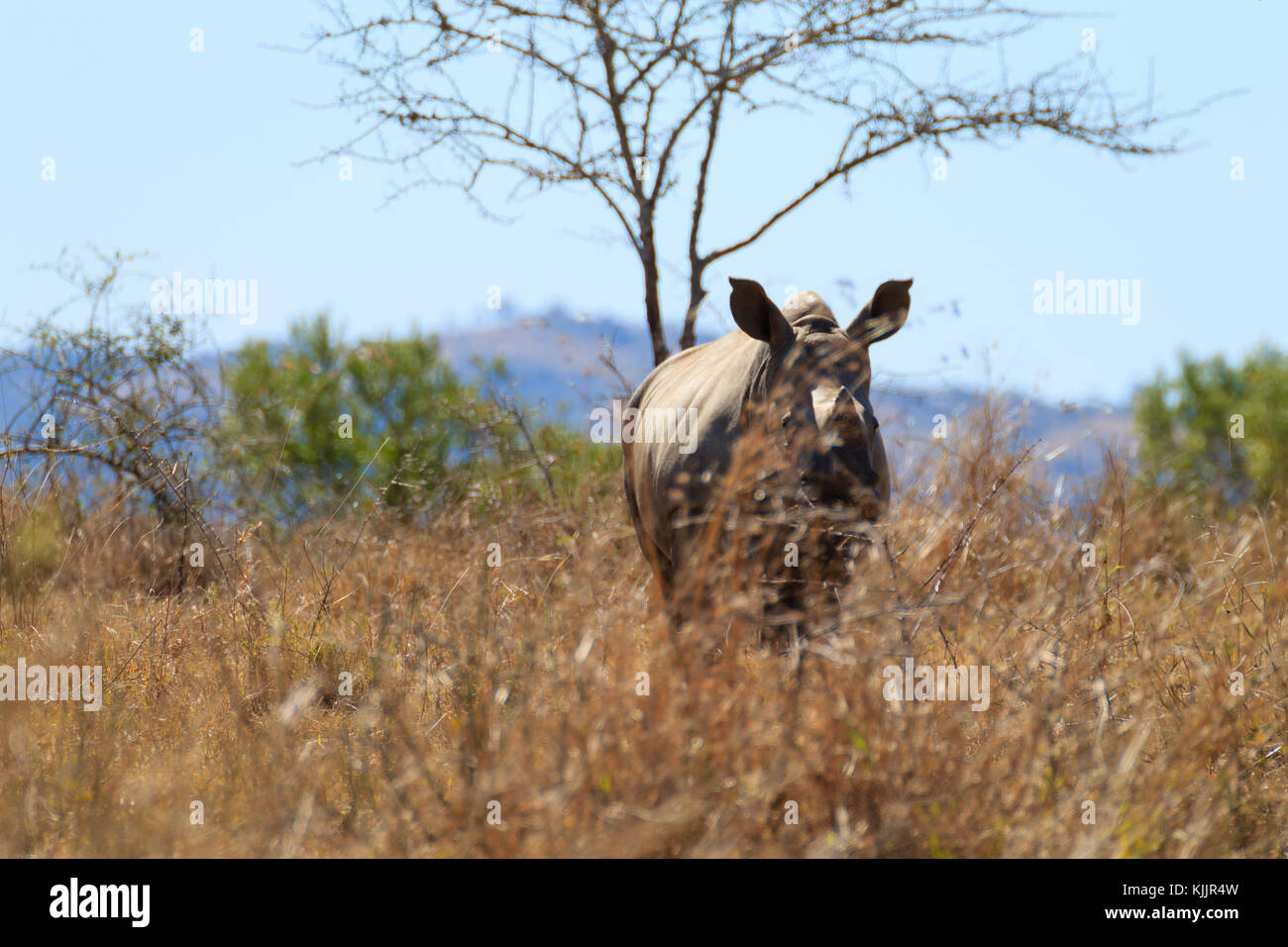 Isolierte Welpen Nashorn in Hluhluwe - imfolozi Park, Südafrika. afrikanische Tierwelt. rhinocerotidae) Stockfoto