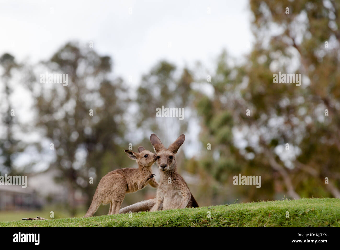 Känguru Mutter mit ihren Jungen joey Teilen eine ruhige und besonderen Moment zusammen. Stockfoto