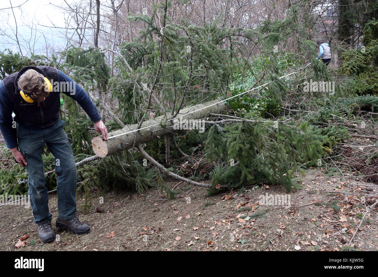 Holzfäller schneiden einen Baum. Frankreich. Stockfoto