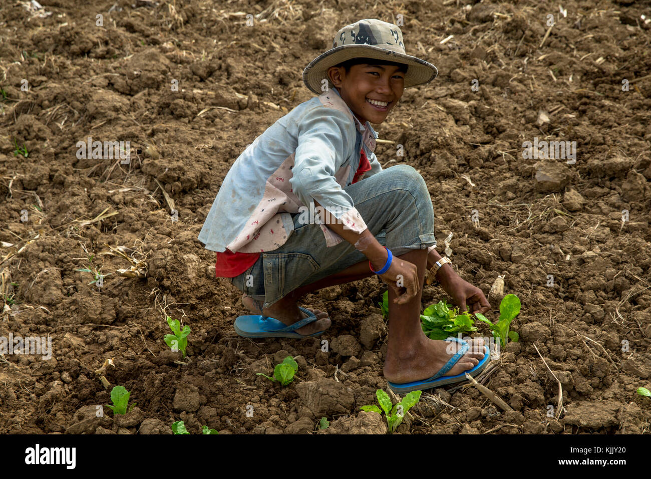 Junge arbeitet in einer Farm. Battambang. Kambodscha. Stockfoto