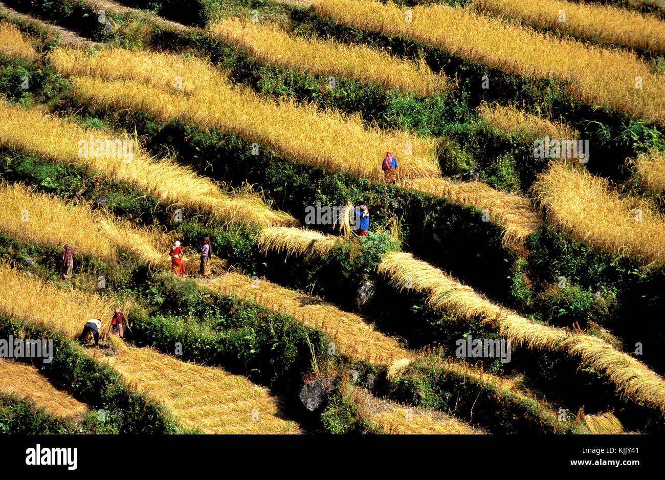 Terraced Rice Fields in der annapurnas. Nepal. Stockfoto