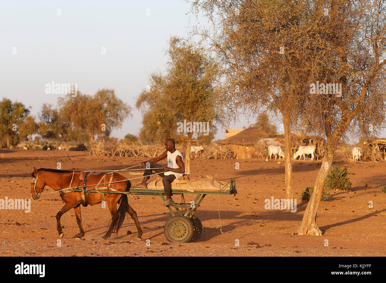 Pferdewagen. Senegal. Stockfoto