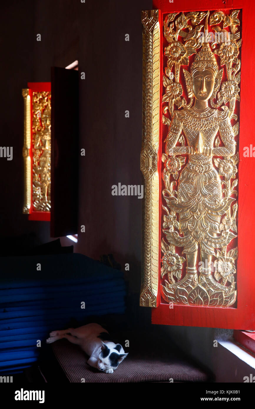 Katze schlafen in einem Tempel in Chiang Mai. Thailand. Stockfoto