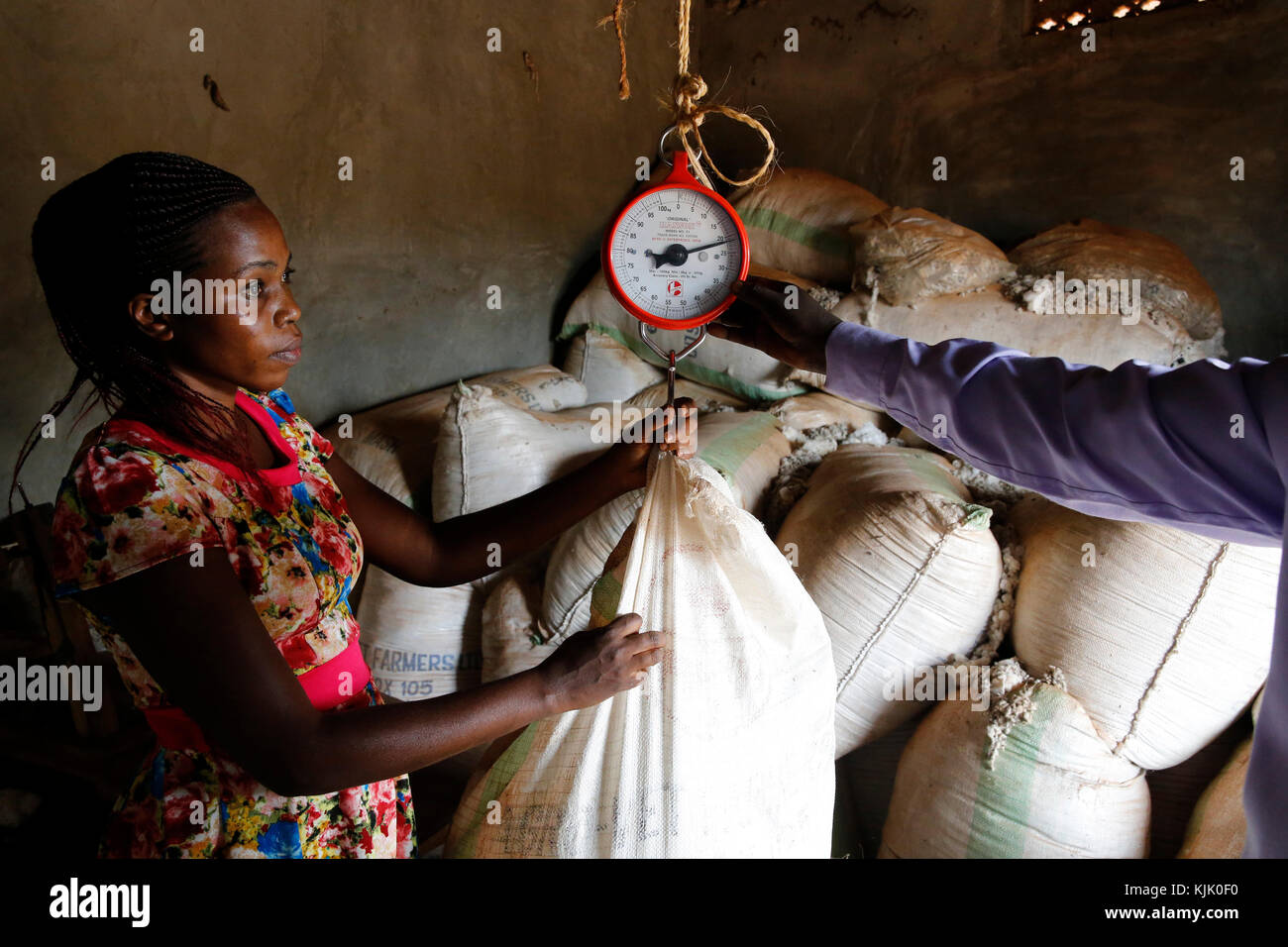ENCOT Mikrofinanz client Proscovia Tusabe produziert organische Baumwolle. Uganda Stockfoto