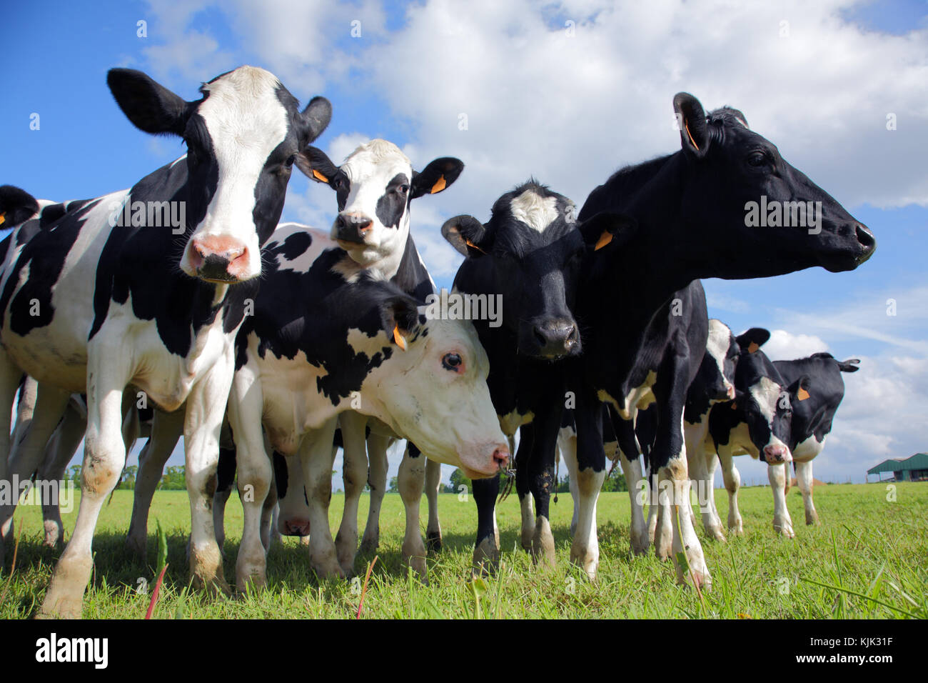 Holstein Kühe auf der Wiese Stockfoto