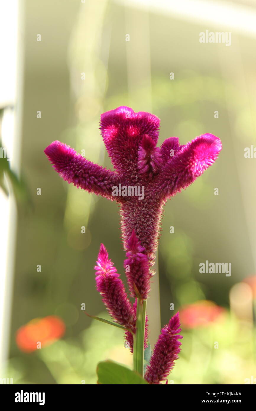 Blume hug Stockfoto