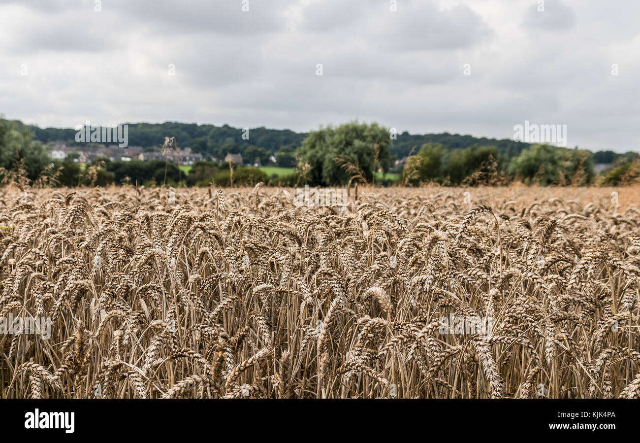 Der Lancashire weizenfelder als die Ernten im Sommer wachsen Stockfoto