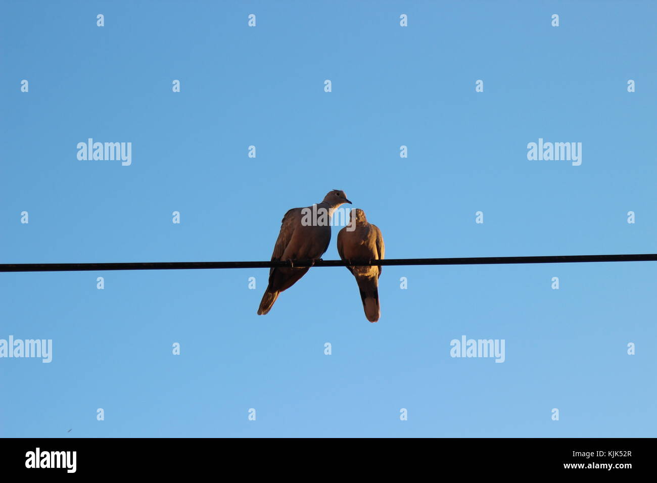 Paar Vögel auf Draht am Abend Stockfoto