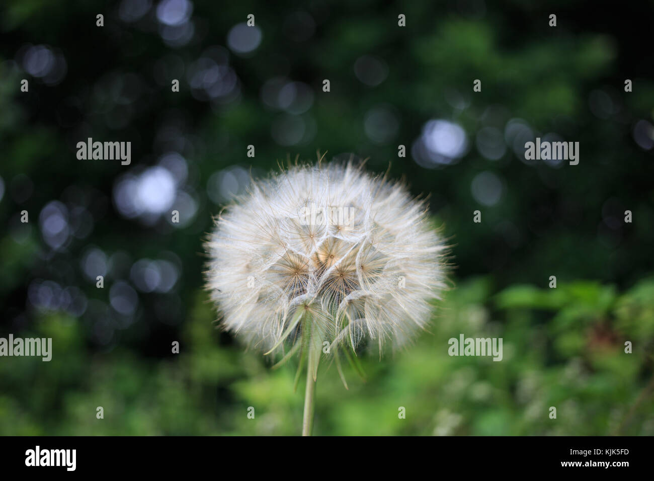 Seitenansicht eines isolierten Dandelions auf einem Hintergrund von Grüne, verschwommene Blätter Stockfoto