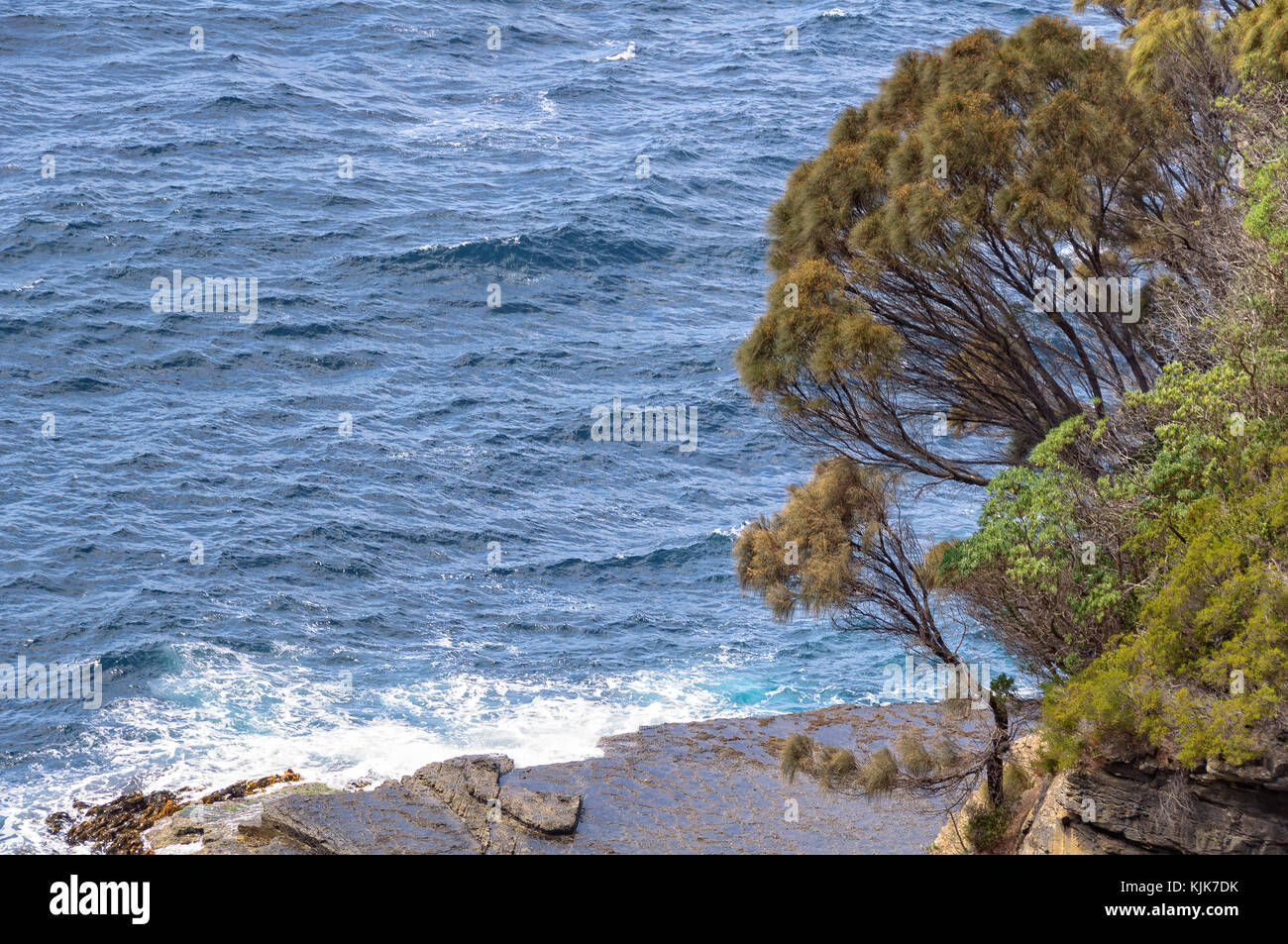 Kämpfen, Bush mit Blick auf die Great Southern Ocean - Eaglehawk Neck, Tasmanien, Australien Stockfoto