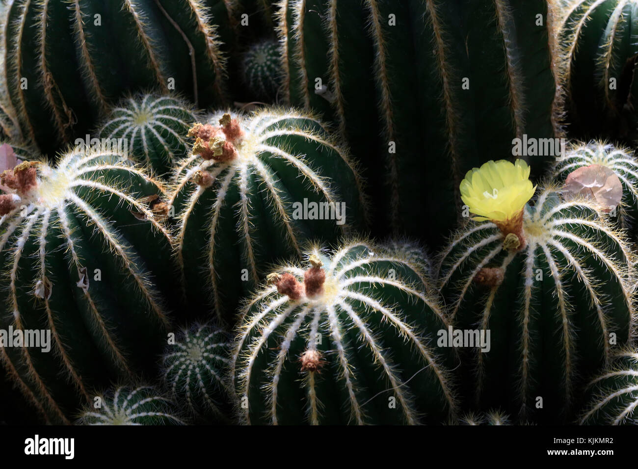 Botanischer Garten der Stadt Genf. Parodia magnifica ist eine Pflanzenart aus der Gattung der blühenden Pflanze in der Familie Cactaceae, heimisch im südlichen Brasilien. Switzerl Stockfoto