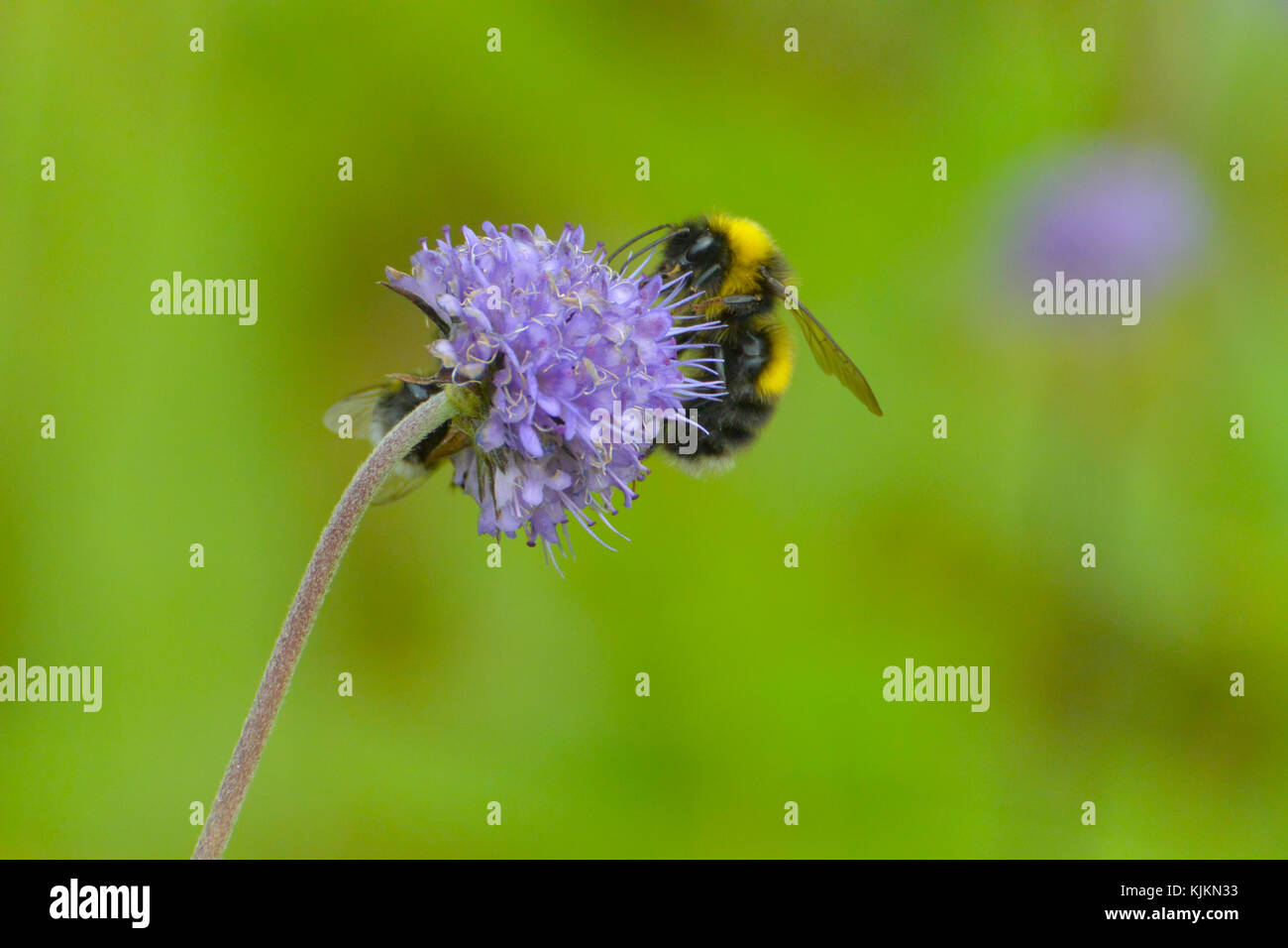 Eine Honigbiene saugen den Nektar aus einer lila Blüte; Bild in Norwegen übernommen. Stockfoto