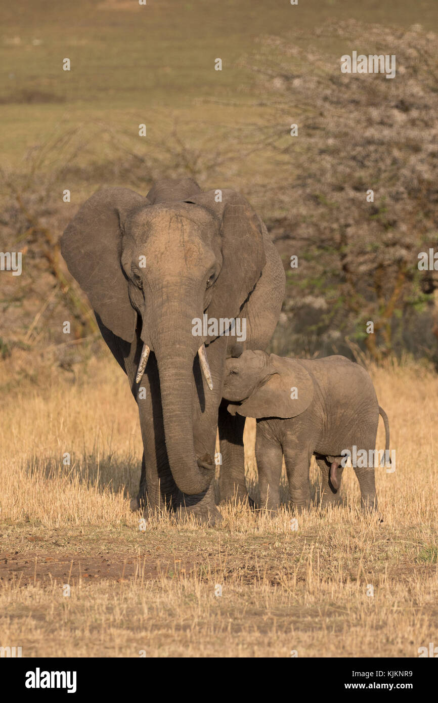 Serengeti National Park. Afrikanischer Elefant (Loxodonta africana). Mutter und Baby. Tansania. Stockfoto