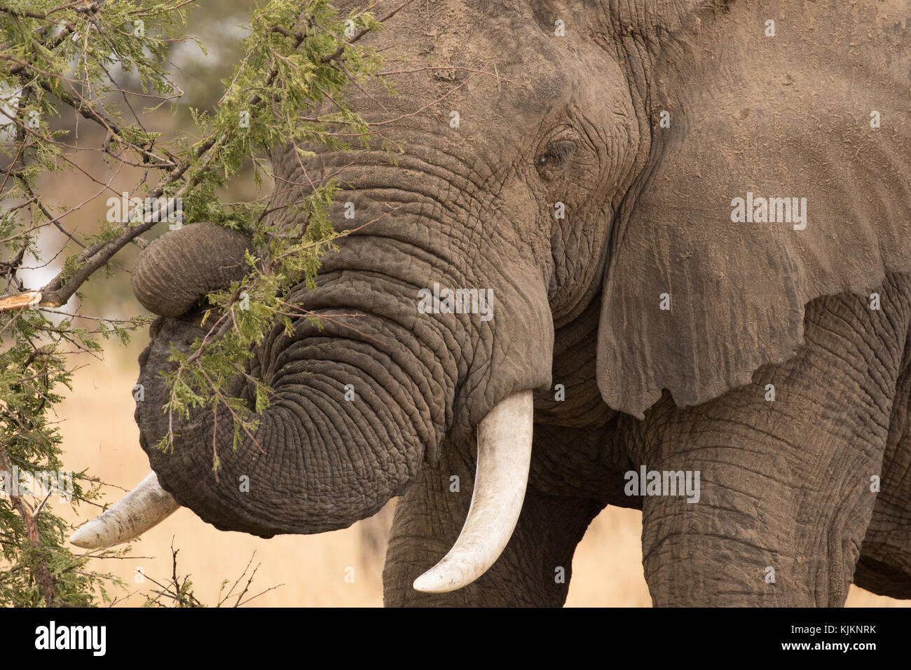 Serengeti National Park. Afrikanischer Elefant (Loxodonta africana). Tansania. Stockfoto