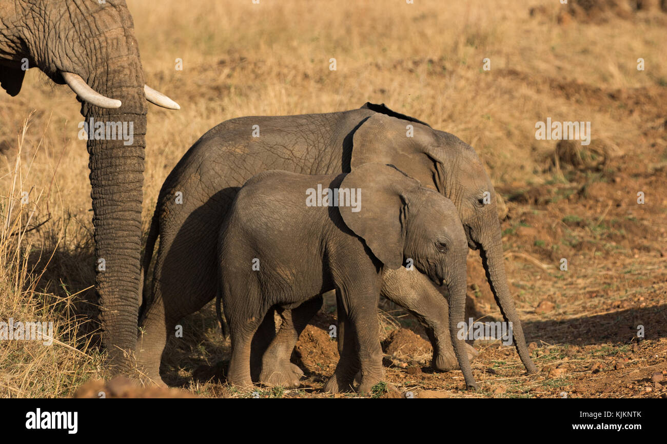 Serengeti National Park. Gruppe der afrikanischen Elefanten mit Baby (Loxodonta africana). Tansania. Stockfoto