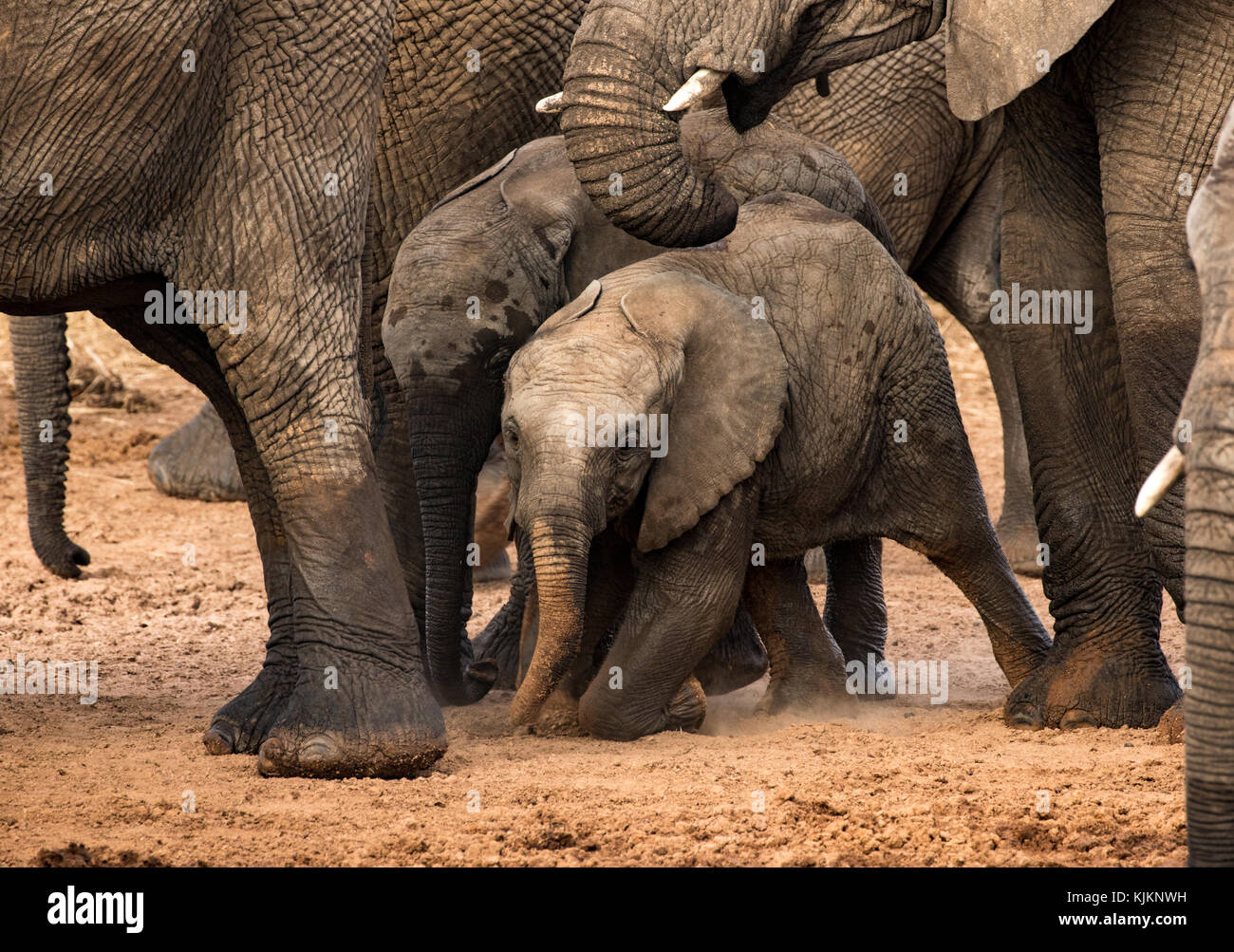 Serengeti National Park. Gruppe der afrikanischen Elefanten mit Baby (Loxodonta africana). Tansania. Stockfoto