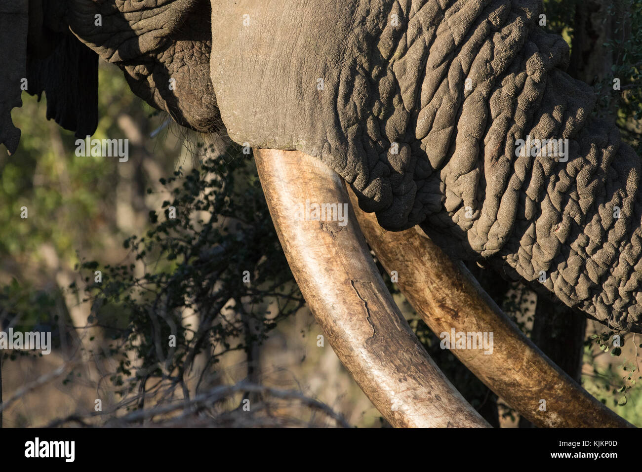 Krüger National Park. Afrikanischer Elefant (Loxodonta africana). Nahaufnahme der Stamm und die Stosszähne. Südafrika. Stockfoto